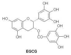 Catéchine EGCG