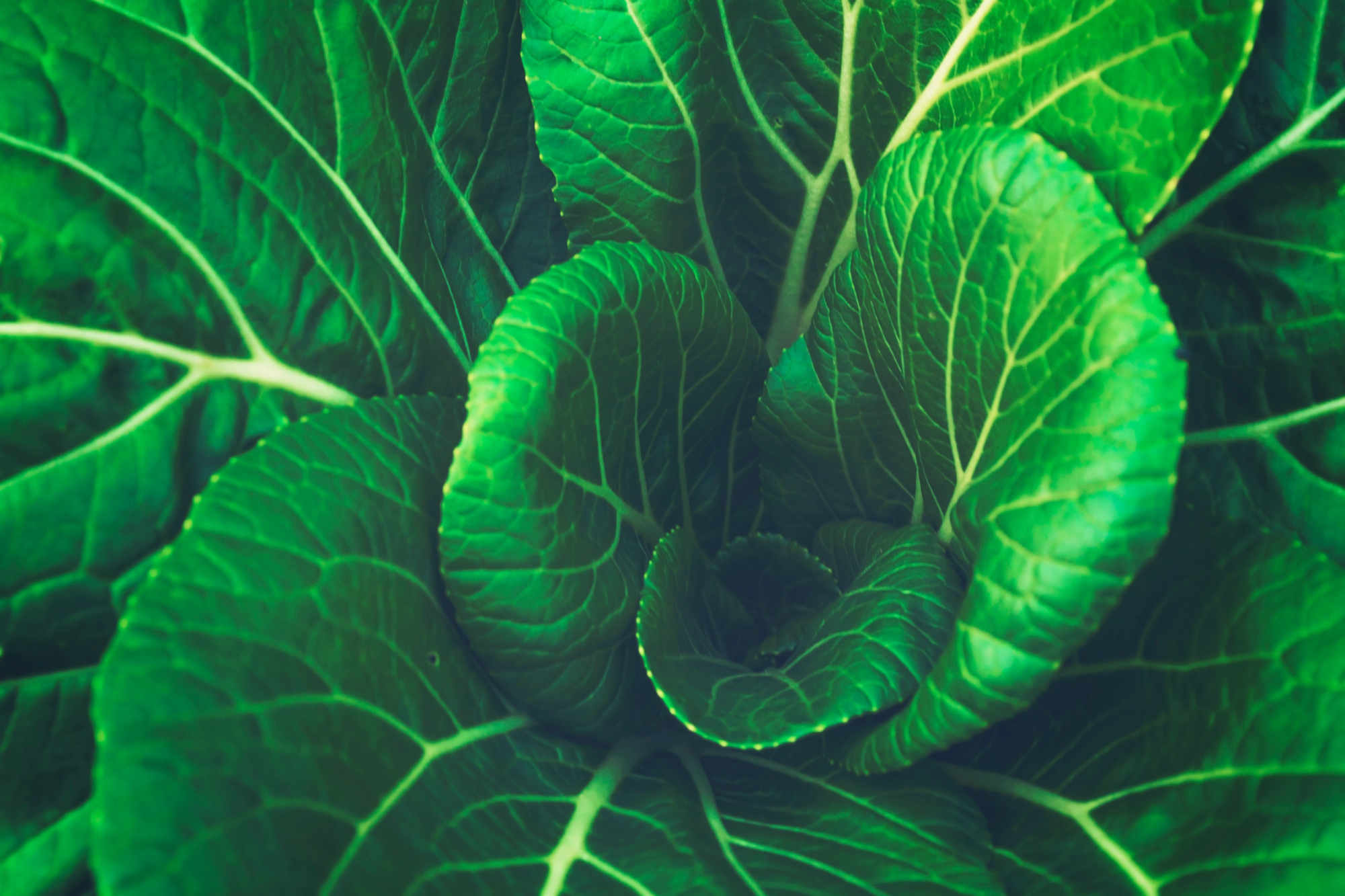 Bienfaits des légumes-feuilles pour prévenir la dégénérescence maculaire
